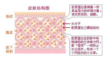 【焕彩国际】胶原蛋白对于肌肤意味着什么？(图3)