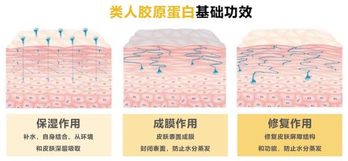 【焕彩国际】胶原蛋白对于肌肤意味着什么？(图1)