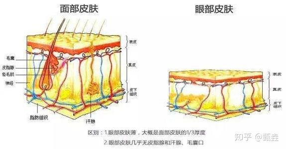 脂肪粒是怎么形成的？(图2)