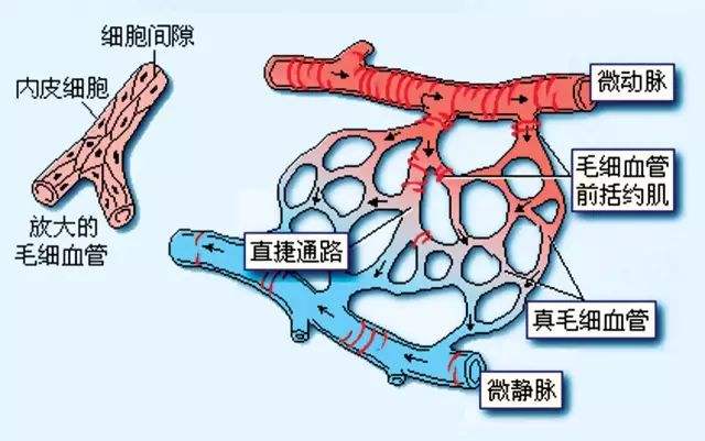 【焕彩国际】微循环对人体有多重要？(图1)